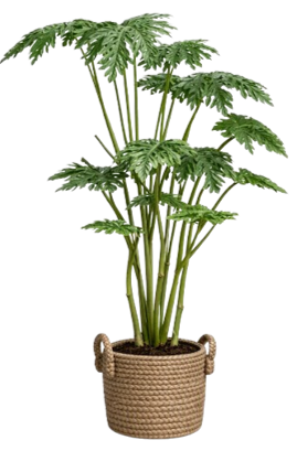 item-image